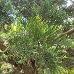 Araucaria luxurians ᱥᱟᱠᱟᱢ