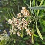 Buddleja loricata Flower
