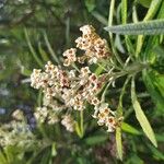 Buddleja loricata 花