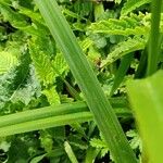 Scirpus sylvaticus Leaf