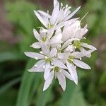 Allium ursinumКветка