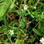 Linum catharticum Leaf