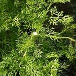 Eupatorium capillifolium عادت