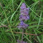 Nepeta ciliaris Habitus