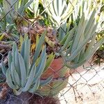 Dudleya densiflora Hoja