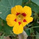 Tropaeolum minus പുഷ്പം