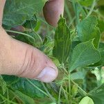 Macrotyloma axillare Leaf