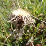 Carlina vulgaris Habitus