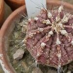 Gymnocalycium mihanovichii Leaf