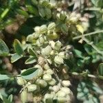 Indigofera suffruticosa ഫലം