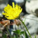 Hieracium villosum फूल