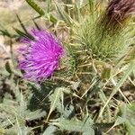 Cirsium echinatum Blüte