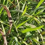 Cymbopogon citratus ഇല