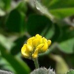 Trifolium micranthum Flower