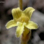 Orobanche fasciculata Flor