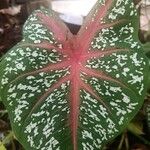 Caladium bicolorЛисток