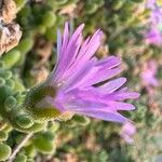 Drosanthemum floribundum Květ