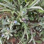 Anchusa crispa Blüte
