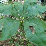 Clavija costaricana Leaf