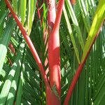 Cyrtostachys renda Bark