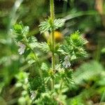 Euphrasia pectinata Leaf