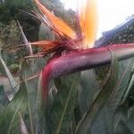 Strelitzia reginaeFlower