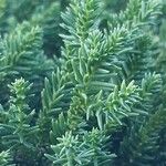 Cryptomeria japonica ᱥᱟᱠᱟᱢ