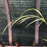 Bromopsis ramosa Õis