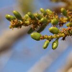 Lannea asymmetrica Fruit