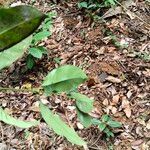 Garcinia epunctata Φύλλο