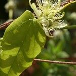 Passiflora auriculata Yaprak