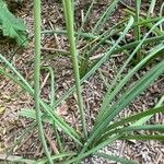 Ornithogalum narbonense Leaf