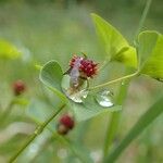 Euphorbia dulcis موطن