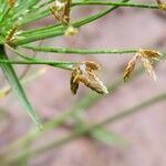 Cyperus haspan Blüte