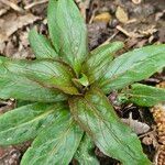 Epilobium tetragonum Лист