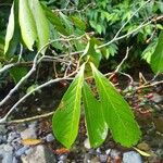Ocotea insularis Hoja