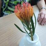 Leucospermum cordifoliumЦветок