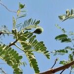 Delonix elata Hoja