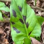 Arum maculatum Foglia