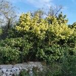 Myodocarpus fraxinifolius Flor