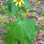 Smallanthus uvedalia Flower