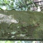 Protium aracouchini Кора