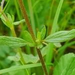 Helianthemum salicifolium Лист