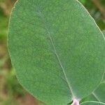 Eucalyptus gunnii Folha