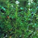 Galium boreale برگ