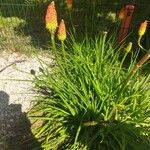 Kniphofia uvariaKvět