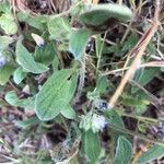 Phacelia cephalotes Φύλλο