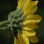 Helianthus mollis Flower