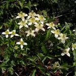 Clematis lasiantha Habit