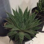 Aloe aristataFruit